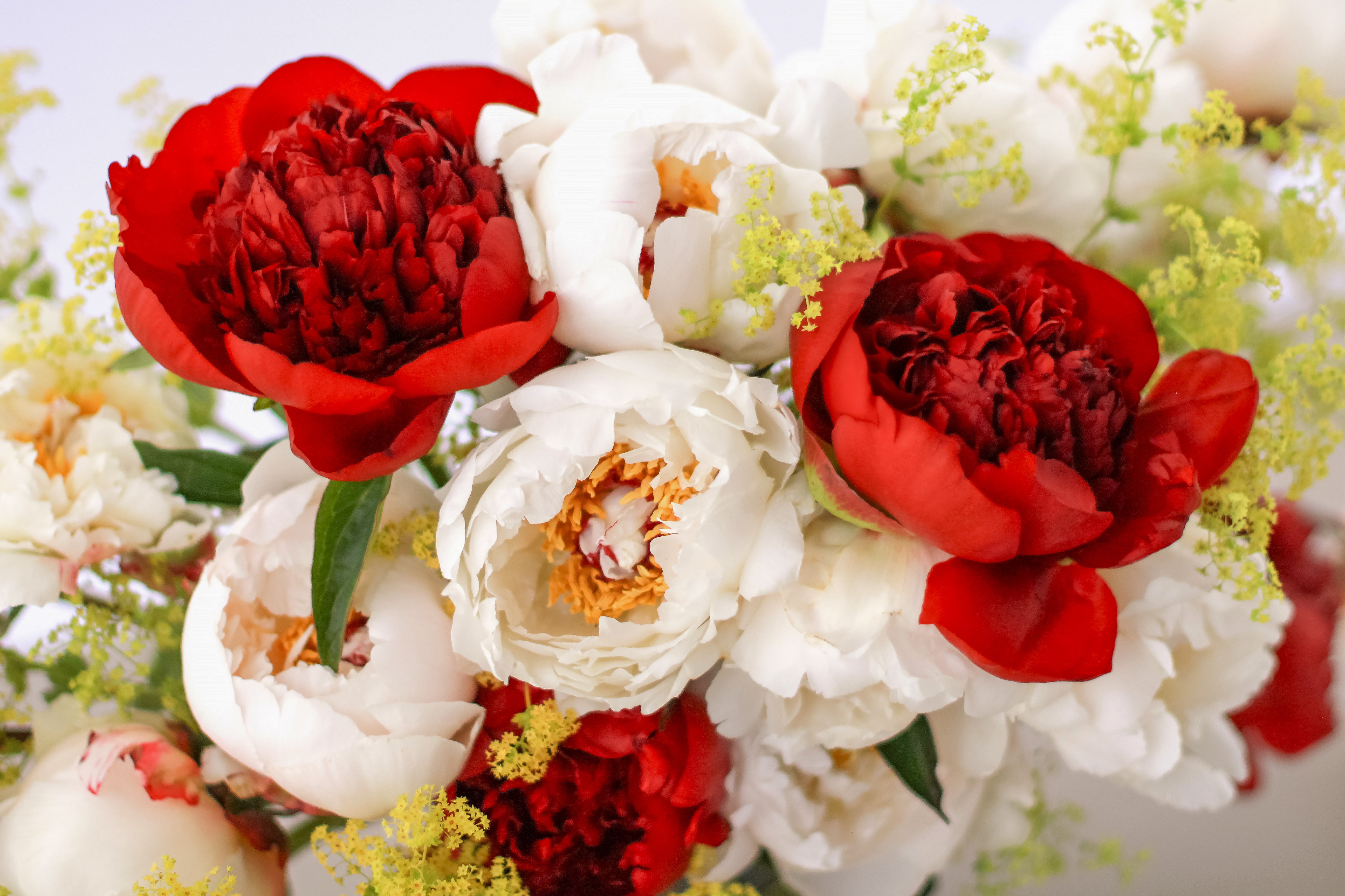 Late Summer Dream - 13 Stems