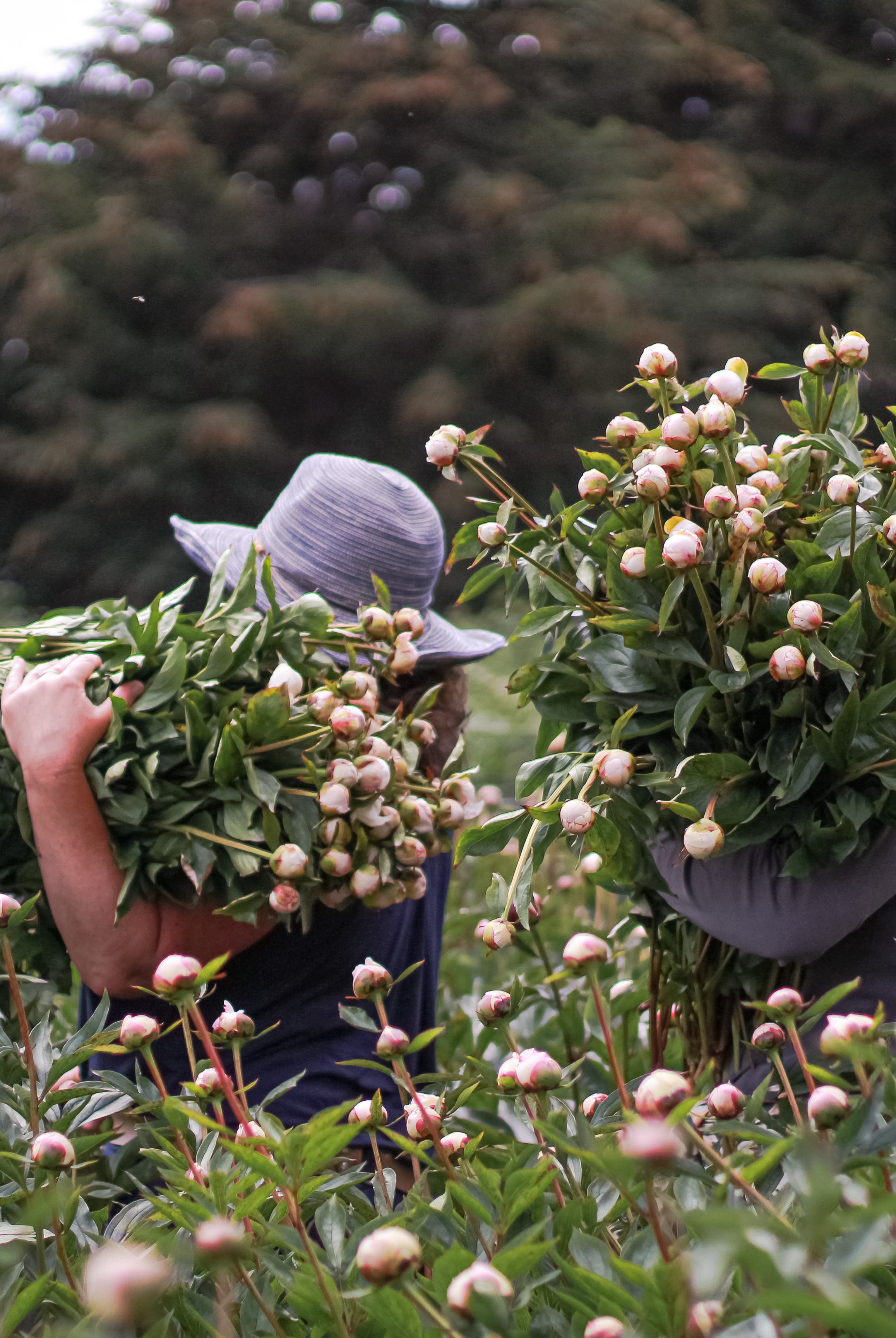 2026 Farmer for a Day-Event-Alaska Beauty Peony Coop-Alaska Beauty Peony Coop
