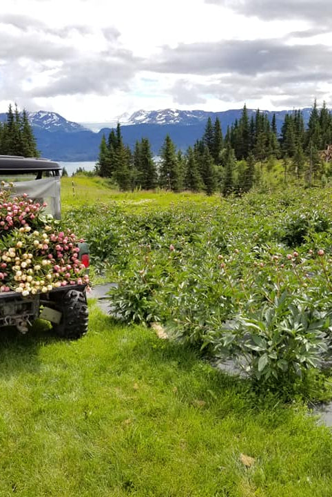 2025 Farm Tours-Event-Alaska Beauty Peony Coop-June 21-Alaska Beauty Peony Coop