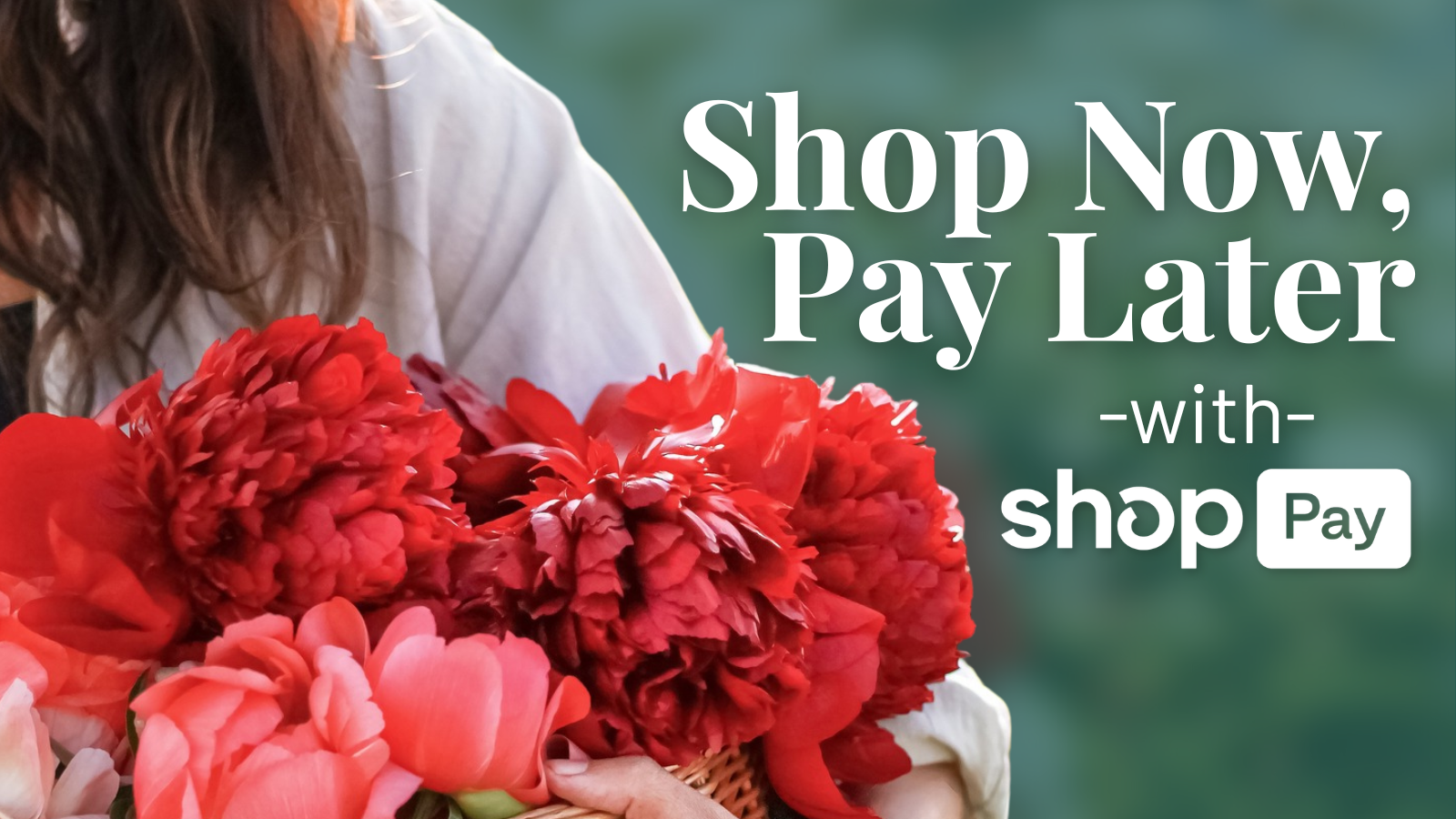 Person holding a bouquet of red flowers with 'Shop Now, Pay Later with shopPay' text overlay | Alaska Beauty Peony Cooperative | Homer, AK