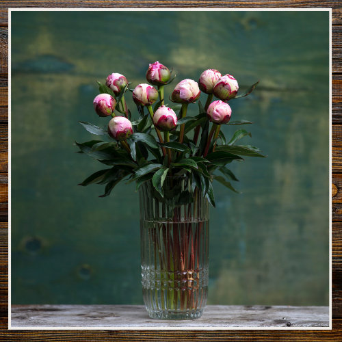 Bouquet of pink flowers in a clear vase on a wooden surface with a greenish background | Alaska Beauty Peony Cooperative | Homer, AK