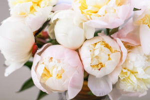 
                  
                    Load image into Gallery viewer, Just Amalia Olson - 25 Stems
                  
                