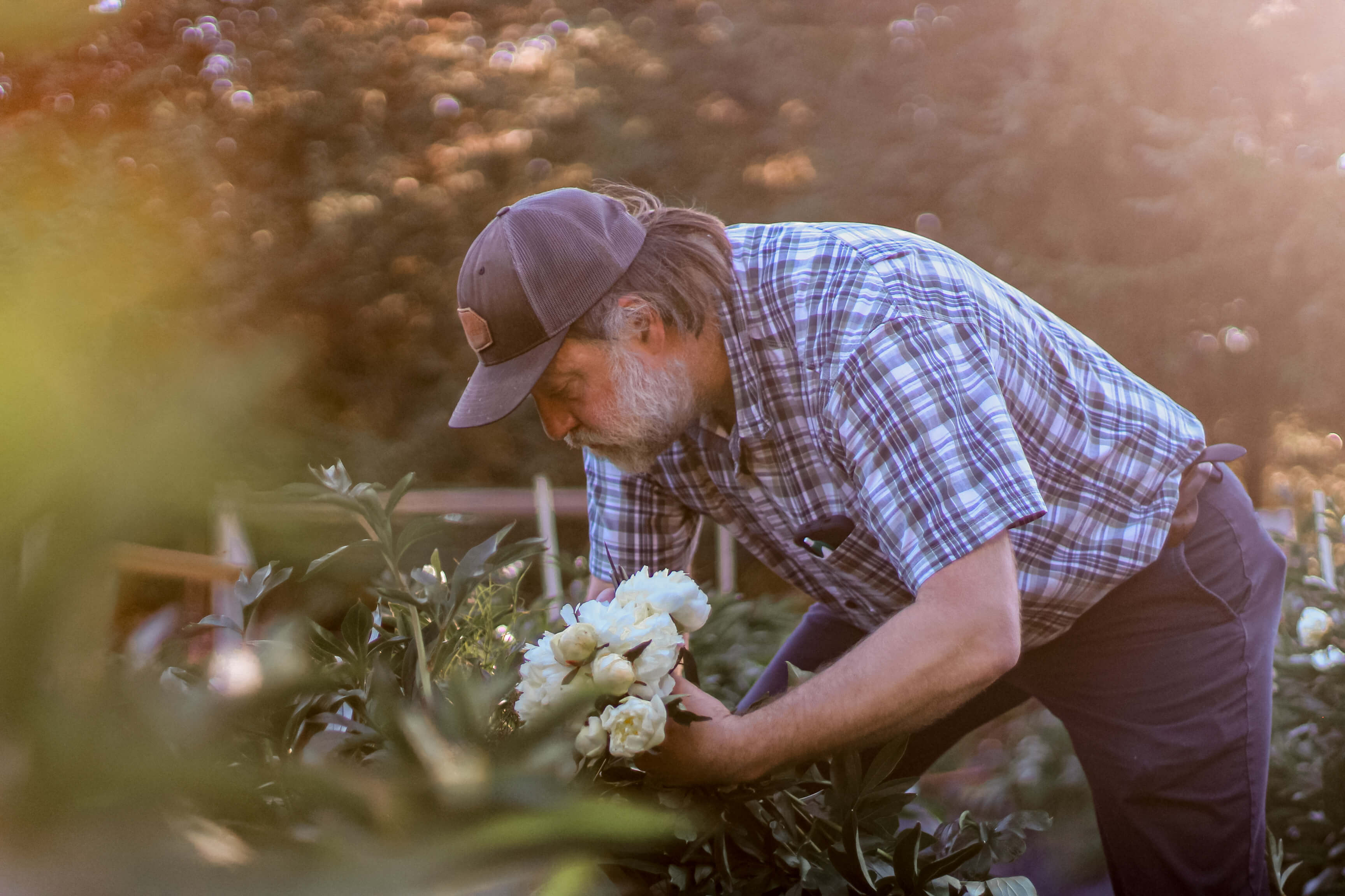Farmer picking peonies | Alaska Beauty Peony Cooperative | Homer, AK