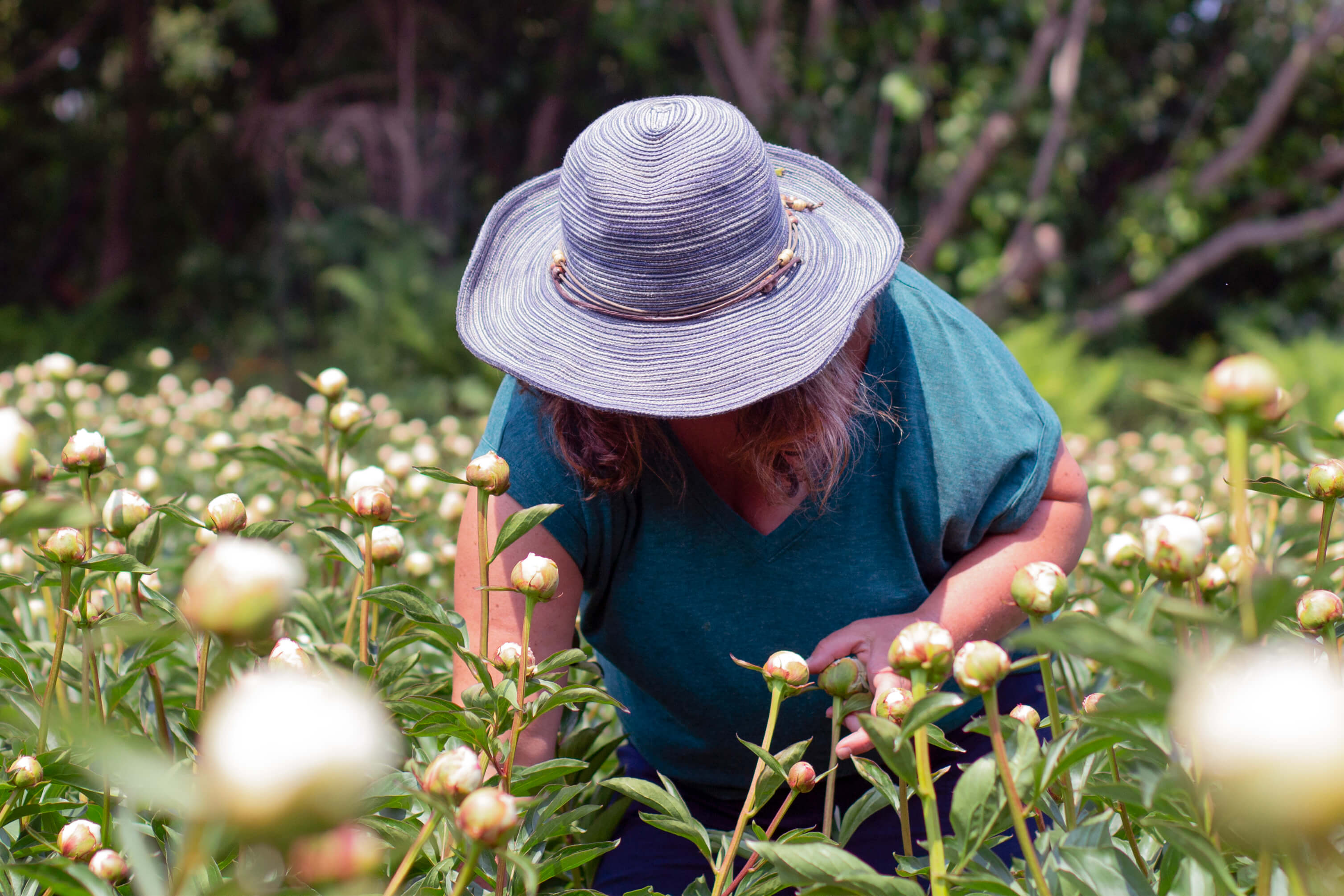 2026 Farm Tours-Event-Alaska Beauty Peony Coop-July 3-Alaska Beauty Peony Coop