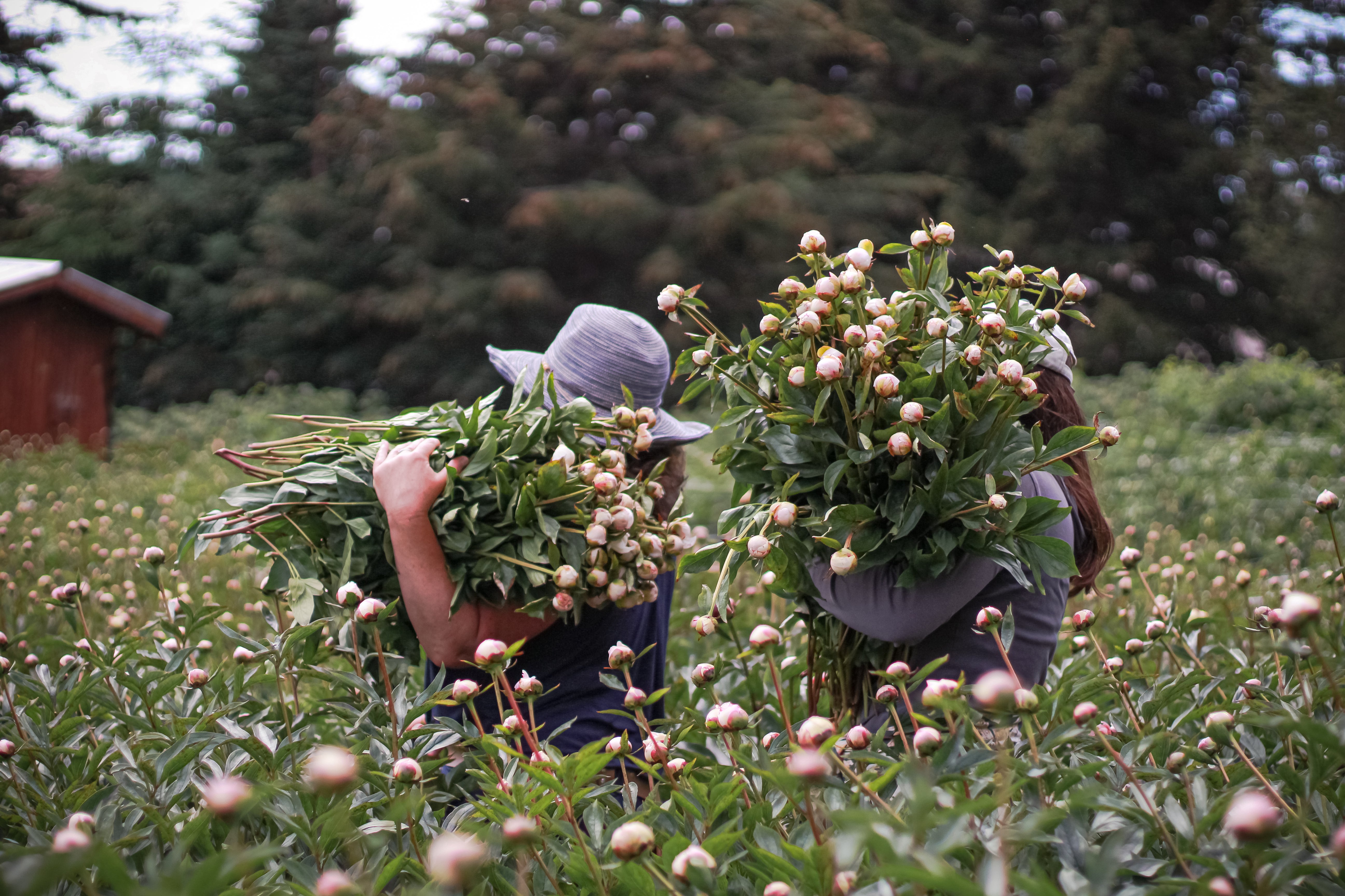 2026 Farmer for a Day-Event-Alaska Beauty Peony Coop-Alaska Beauty Peony Coop