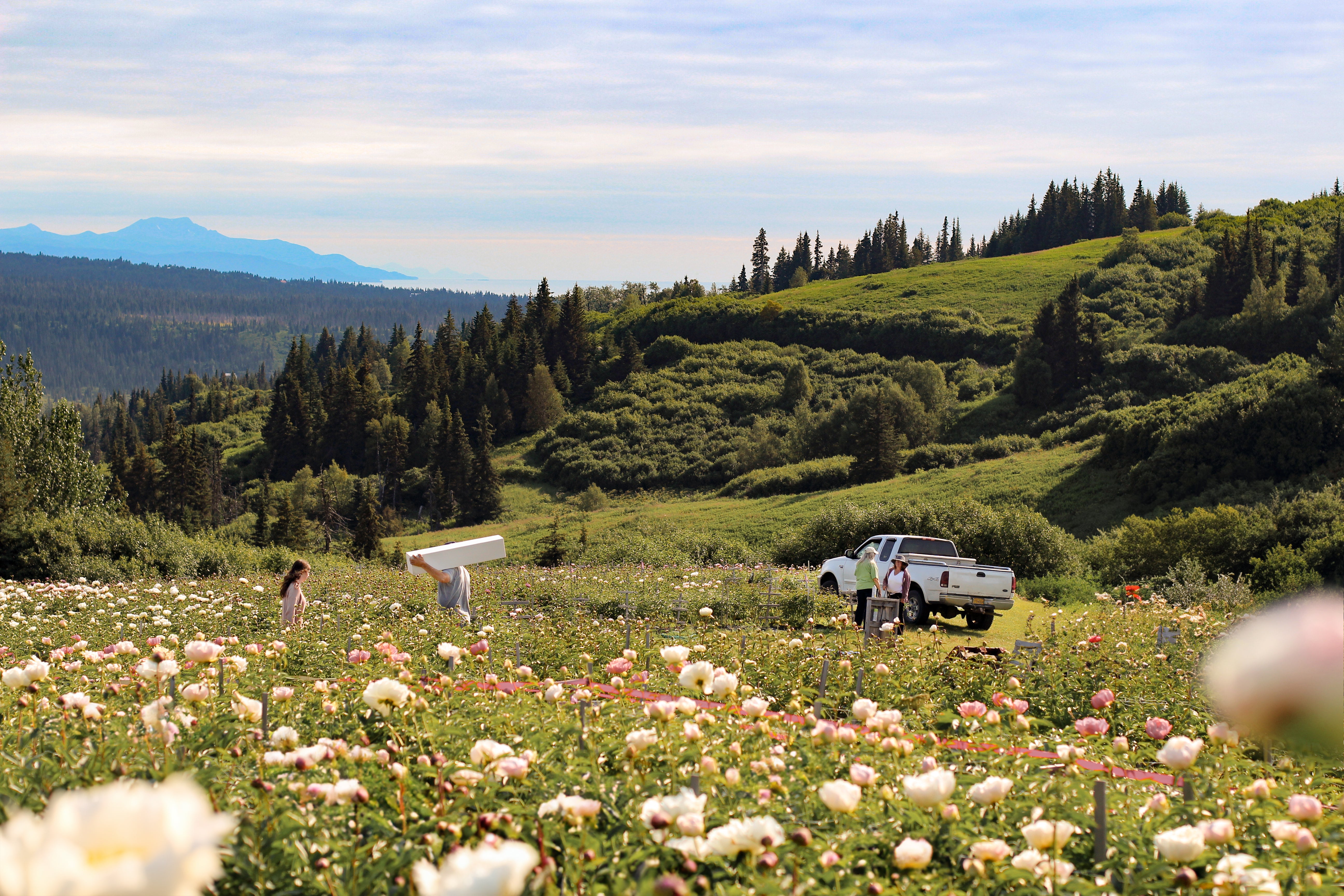 2026 Farmer for a Day-Event-Alaska Beauty Peony Coop-Alaska Beauty Peony Coop