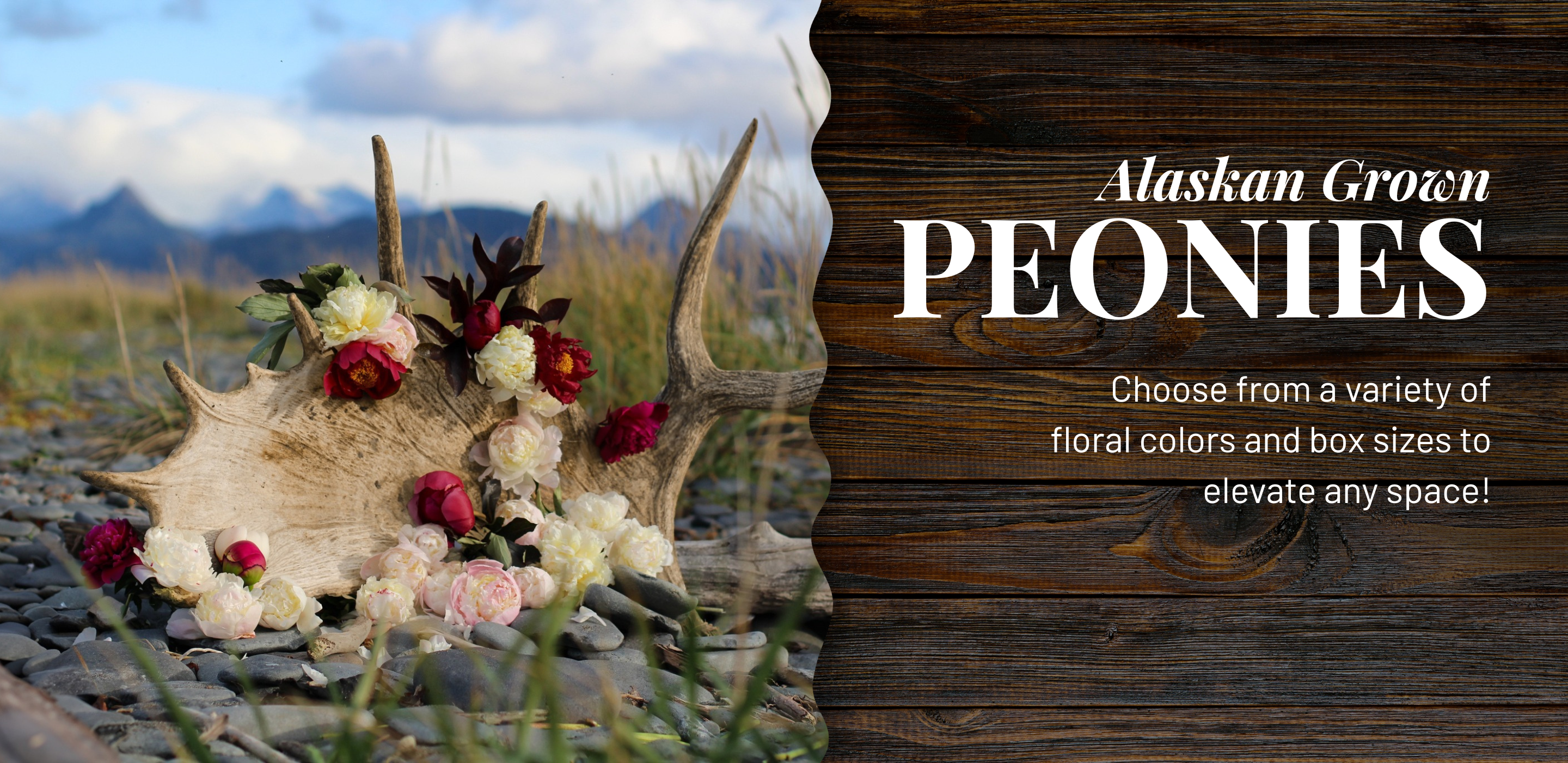 Alaskan Grown Peonies | Alaska Beauty Peony Cooperative | Homer, AK