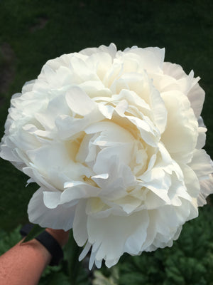 
                  
                    Load image into Gallery viewer, Just Amalia Olson - 25 Stems
                  
                