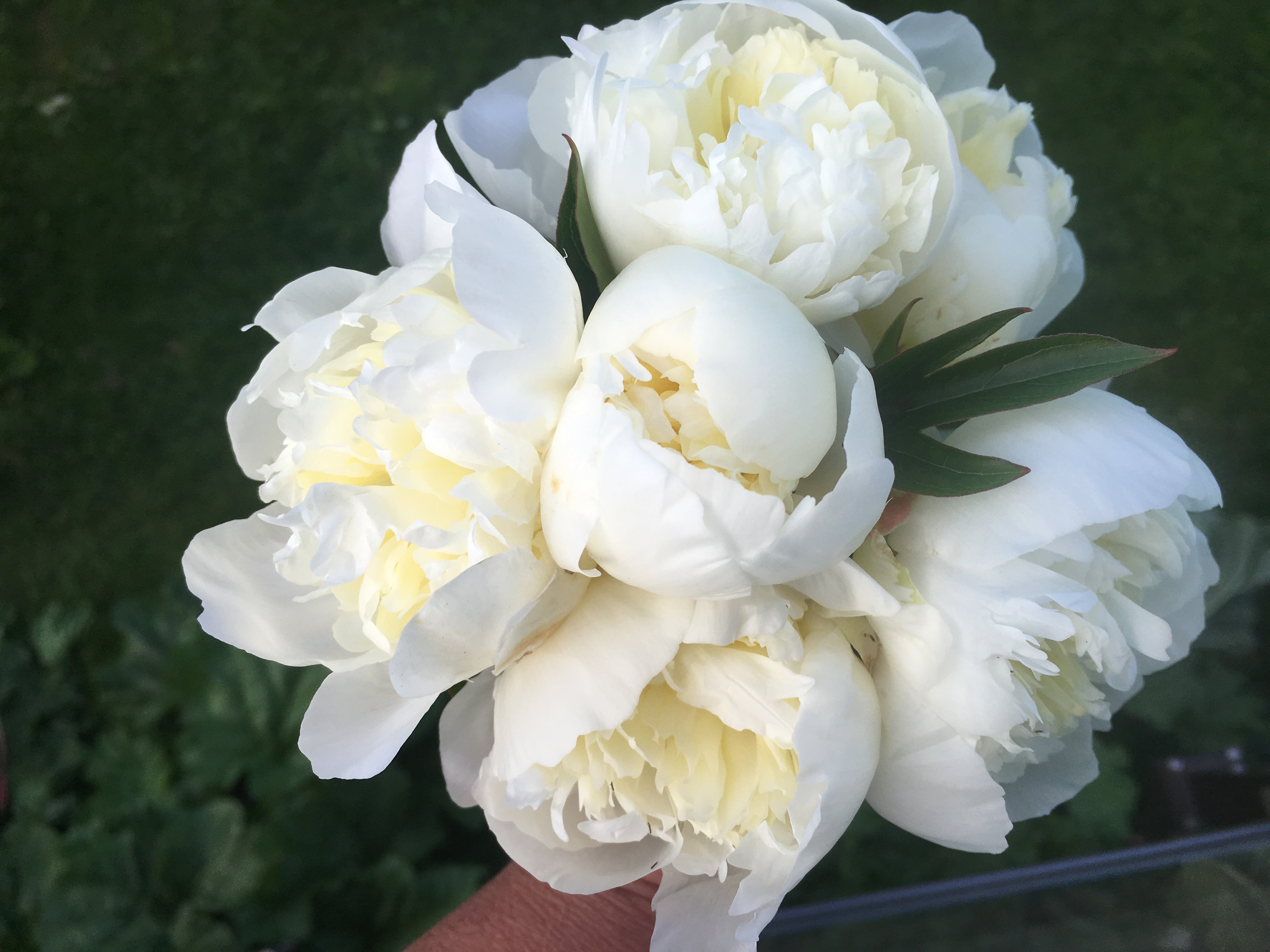 Duchesse de Nemours Peony Box - 25 Stems