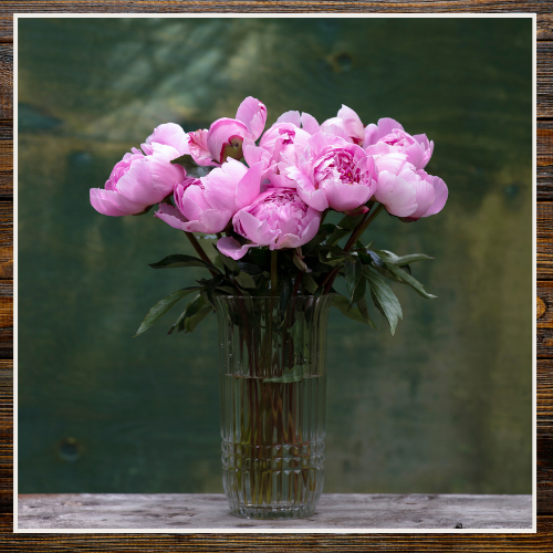 Bouquet of pink peonies in a clear glass vase on a wooden surface with a green background | Alaska Beauty Peony Cooperative | Homer, AK
