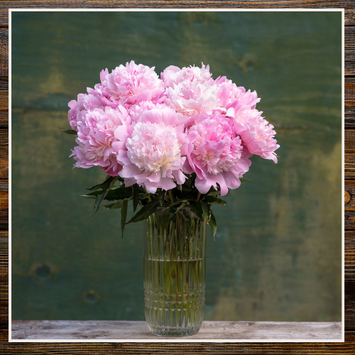 Bouquet of pink flowers in a clear vase against a textured green wall | Alaska Beauty Peony Cooperative | Homer, AK