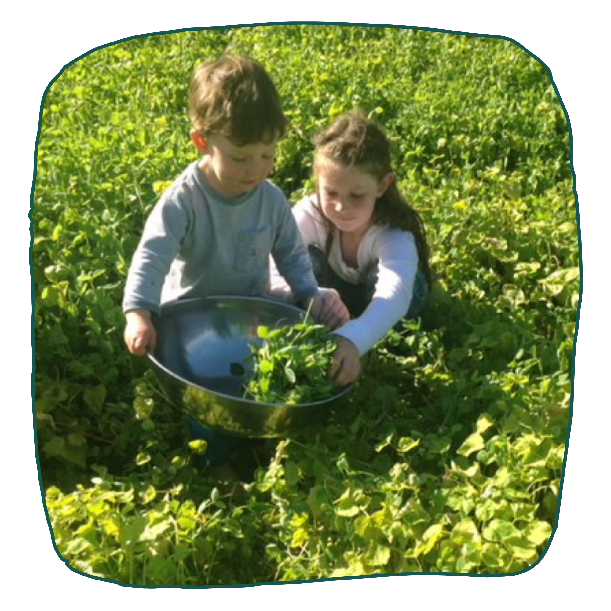 Sustainable Farming Pea Tendrils | Alaska Beauty Peony Cooperative | Homer, AK