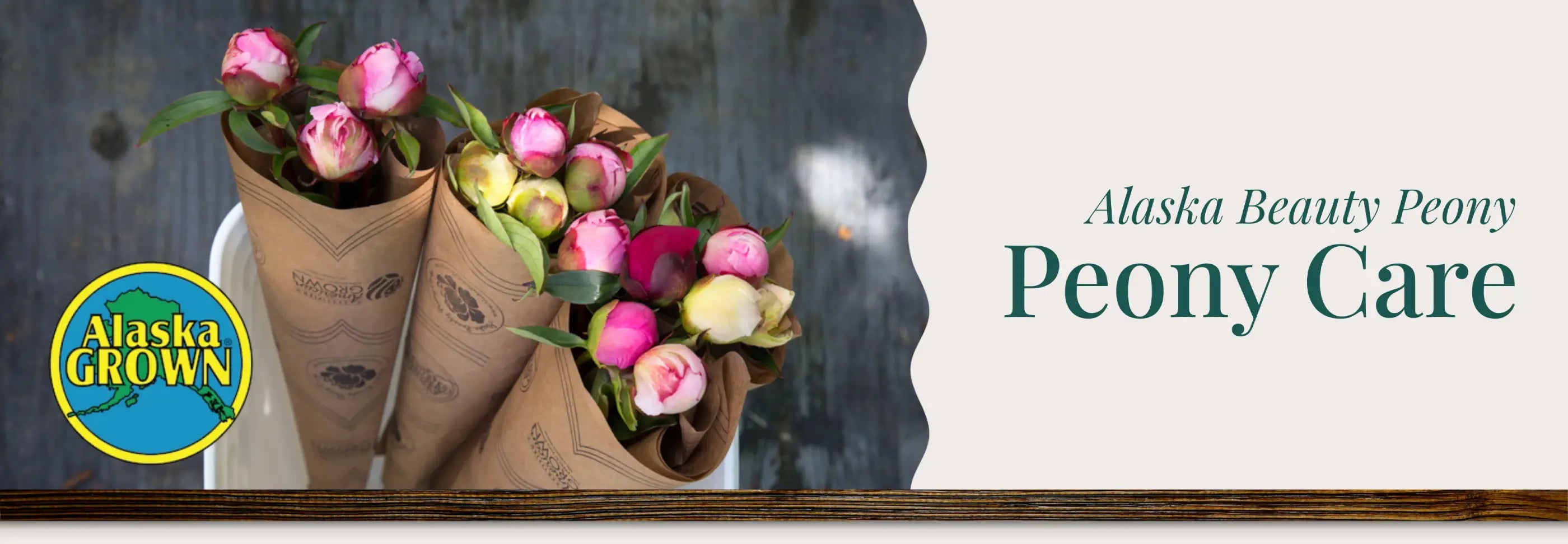 Alaska Beauty Peony | Peony Care | Alaska Grown