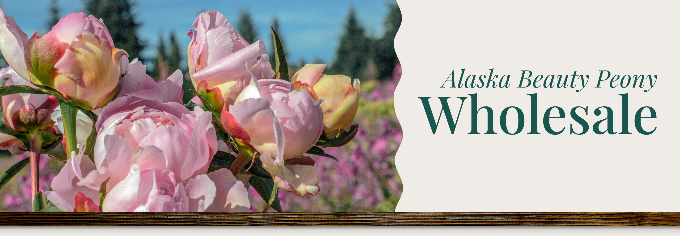 Alaska Beauty Peony Wholesale banner with pink peonies and blurred background | Homer, AK