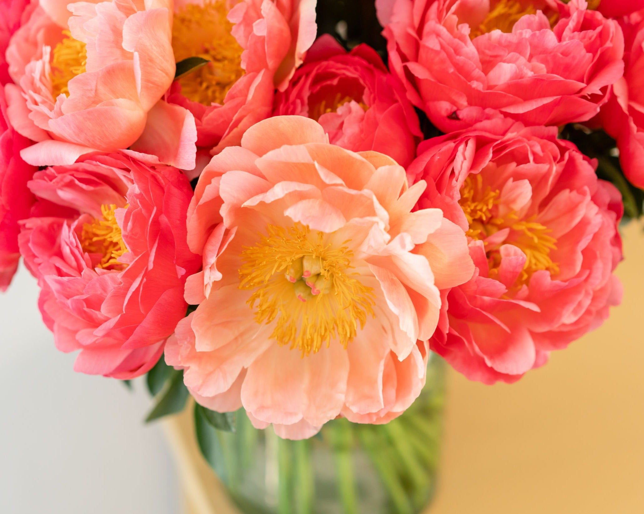 Coral Peony Box - 10 Stems-Flower Box-Alaska Beauty Peony Coop-Alaska Beauty Peony Coop